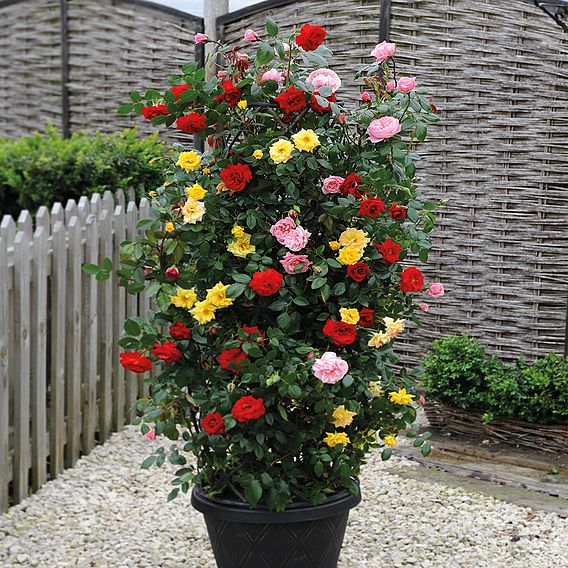 Rose '3-in-1' Collection (Climbing Rose)